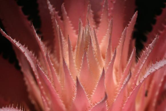 pink bromeliad