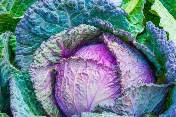 pink cabbage vetgetable texture food background