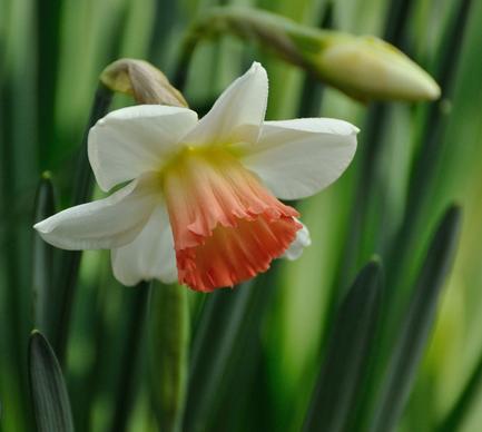 pink daffodil