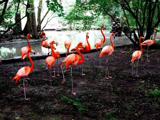 pink flamingos bird