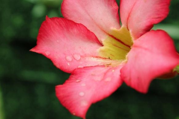 pink flower 3