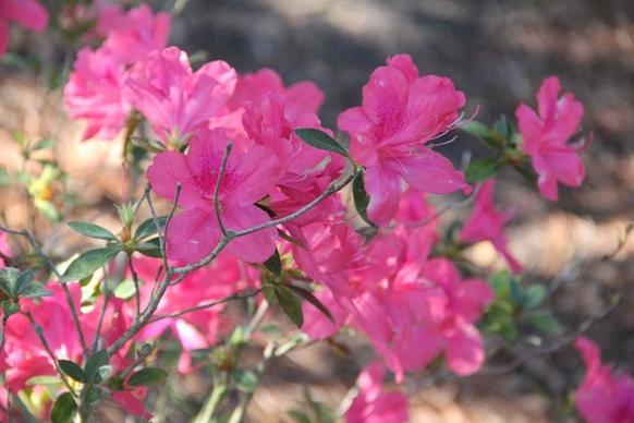 pink flowers garden