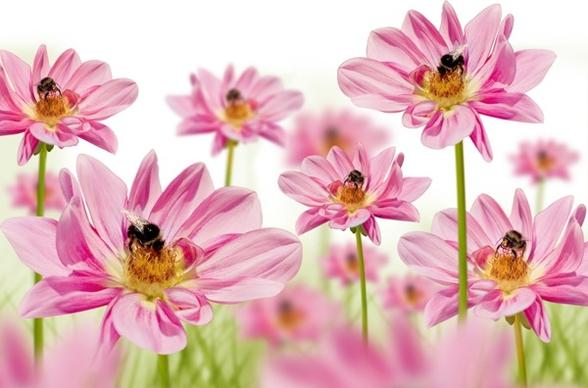 pink flowers with bees hd picture