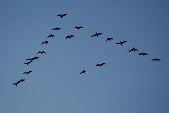 pink footed geese