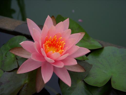 pink lotus dscn1239