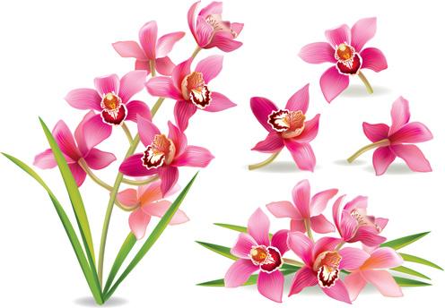pink orchids design vector