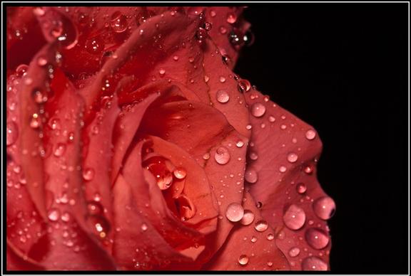pink rose close up 2