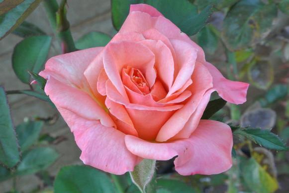 pink rose dsc 3735