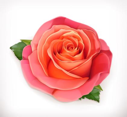 pink rose with green leaves vector