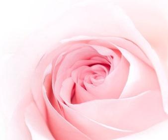 pink roses picture