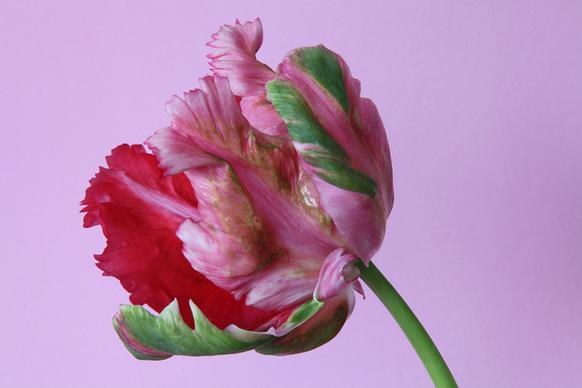 pinkgreen tulip