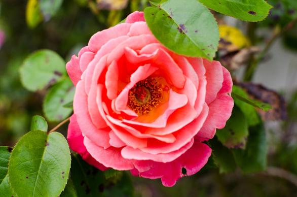 pinkie rose