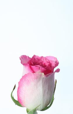 pinkwhite rose