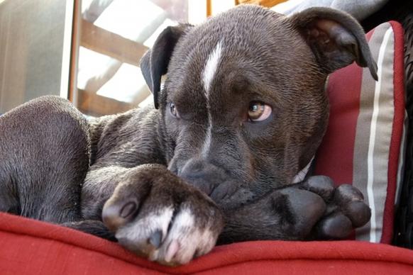 pitbull puppy watching