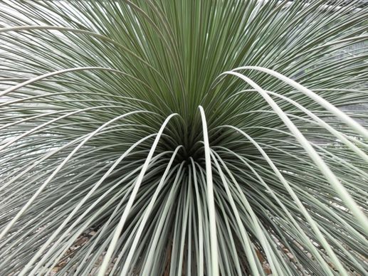 plant cactus long
