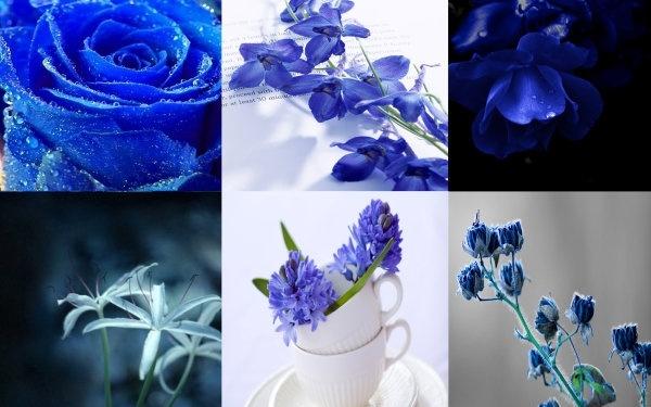 plant flowers hd picture the quiet elegance of the blue