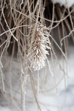 plant frozen ice