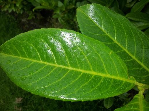 plant leaf leaves