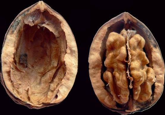 plants nuts walnuts