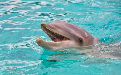 playful dolphin backdrop picture cute dynamic 