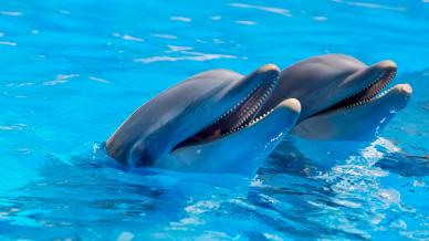 playful dolphins couple backdrop picture elegant dynamic closeup