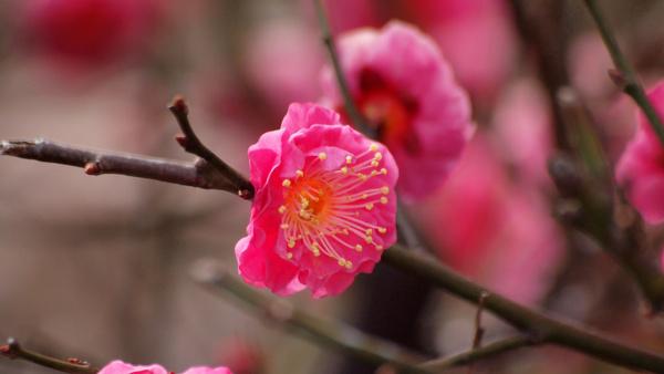 plum blossom