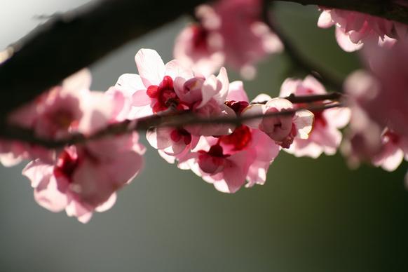 plum blossoms in january