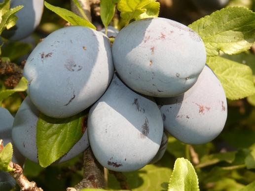 plum fruit blue