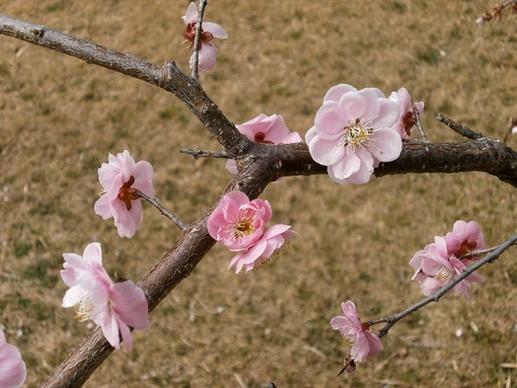 plum plum blossoms spring