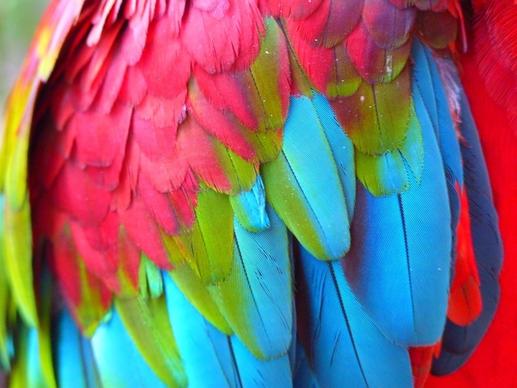 plumage red-ara ara erythrocephala