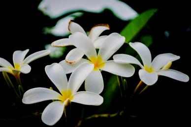 Plumeria flowers backdrop picture contrast blooming scene
