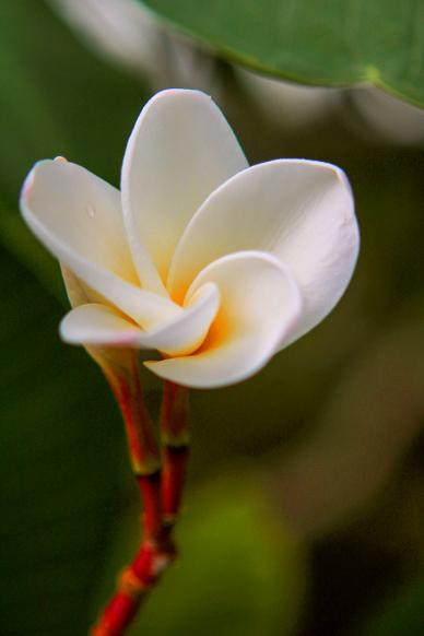 Plumeria petal backdrop elegant closeup