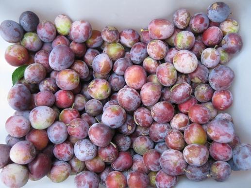plums fruit harvest