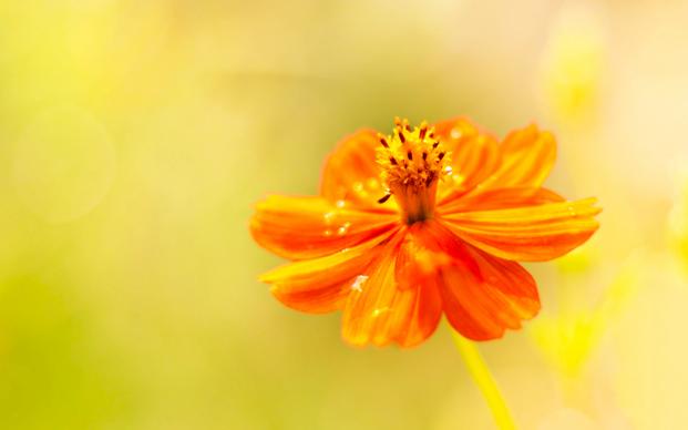 pointed flower backdrop bright elegant closeup 