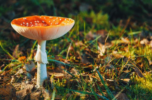 poisonous mushroom picture closeup elegance 