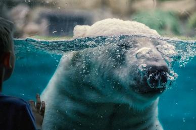 polar bear backdrop picture contrast realistic closeup