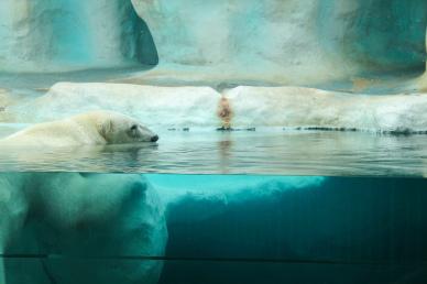 polar bear backdrop picture elegant contrast