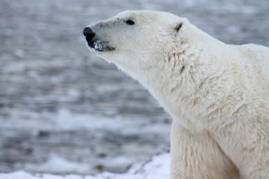 polar bear picture dynamic closeup