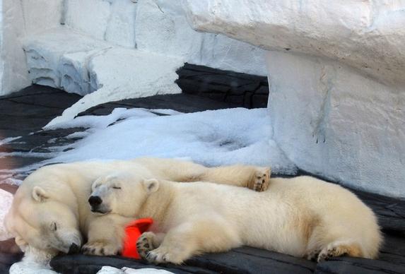 polar bears sleep