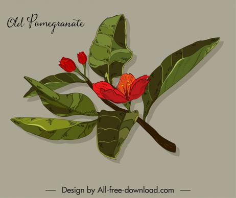 pomegranate flower icon colored classical design