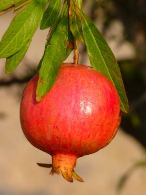 pomegranate grenadine fruit