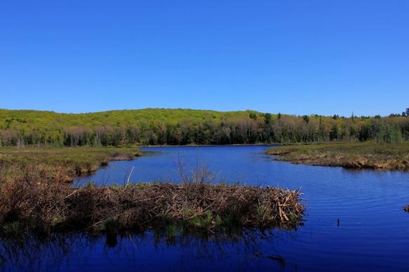 pond and forest at porcupine mountains state park michigan