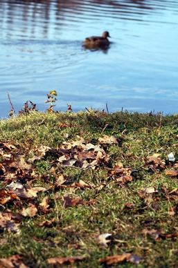 pond duck leaves
