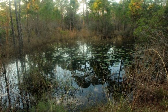 pond in st sebastion river state park florida