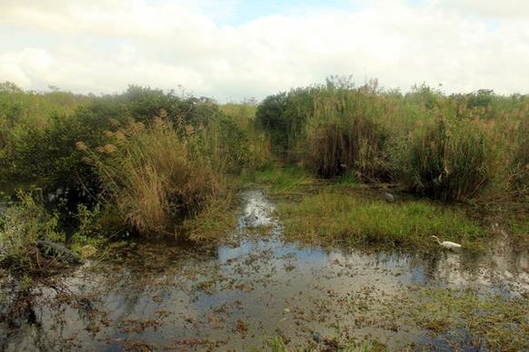 pond with wildlife at everglades national park florida
