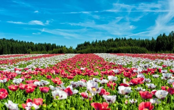 poppy field of poppies flower