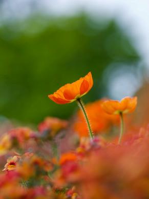 poppy flower picture elegant blurred closeup