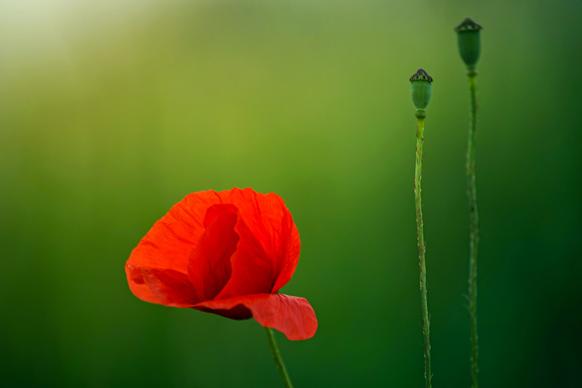poppy flower picture elegant contrast closeup