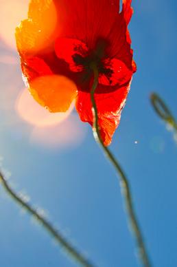 poppy flower picture lower view closeup bokeh light