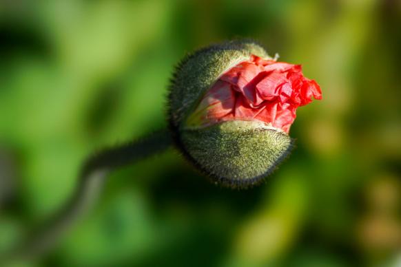 poppy petal picture elegant contrast closeup